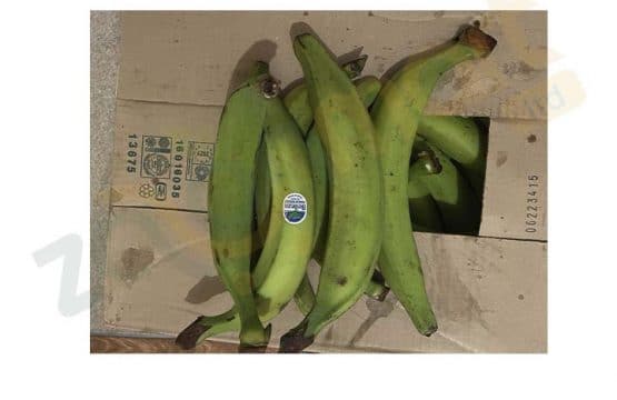 Green Plantain 4pc